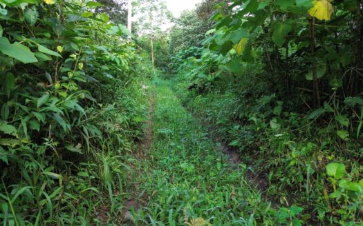 Lote de 24 Acres en Venta en Potrerillos Arriba – MLS 21747