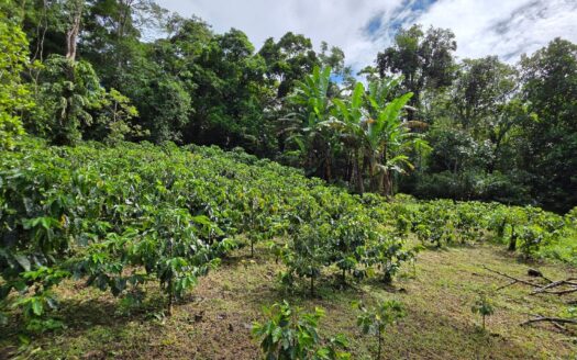 Venta de lote de 5 Hectáreas en la Frontera con Costa Rica – MLS 22547