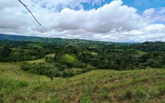 Finca en Producción Ubicada en Renacimiento – MLS 22195