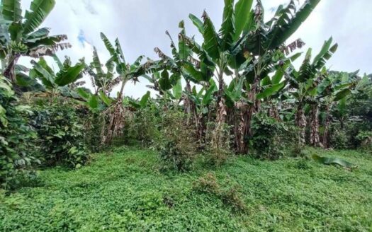 Finca en Producción Ubicada en Renacimiento – MLS 22195