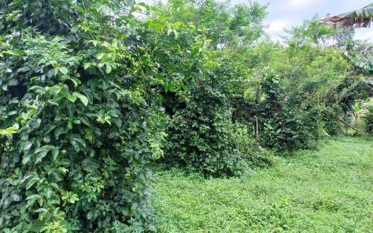 Finca en Producción Ubicada en Renacimiento – MLS 22195
