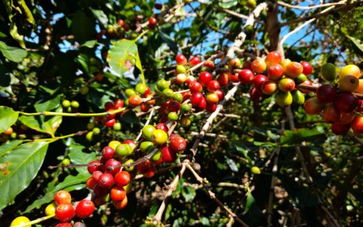 Plantación de café en venta en Alto Quiel – MLS 20601