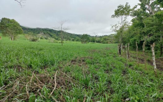 Finca Ganadera 99 Hectáreas – MLS 22229