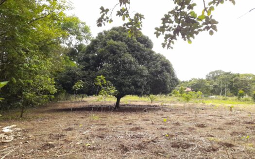 Lote Plano en Venta en Caldera Centro – MLS 20663