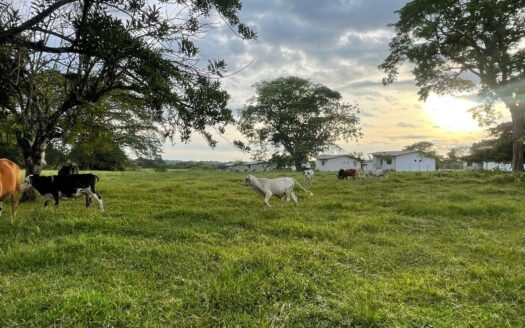 Lote residencial en Montilla, David – MLS 22896