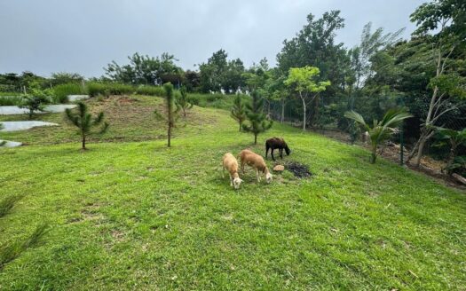 SE VENDE FINCA AGRICOLA EN CAPIRA – MLS 22910
