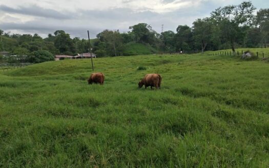 VENTA TERRENO EN MONTE LIRIO, RENACIMIENTO CHIRIQUI – MLS 22917