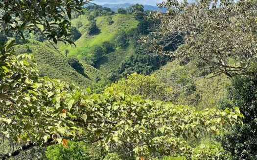 VENTA FINCA LA PRIMAVERA DE 98.4HA_GUAVITO, BUGABA CHIRIQUÍ – MLS 22916