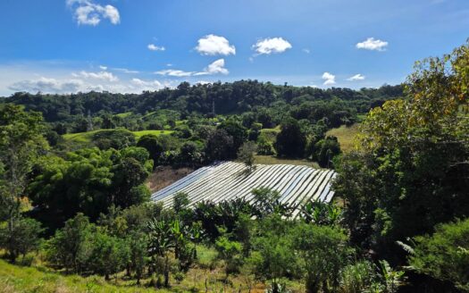 Finca Agrícola en Venta en Caizán, Distrito de Renacimiento – MLS 22999