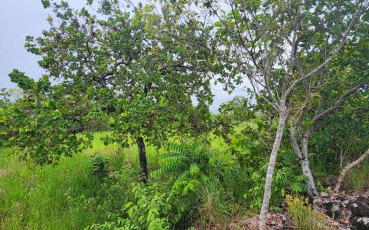 Lote de 6.000 m2 en venta en Caldera – MLS 22780