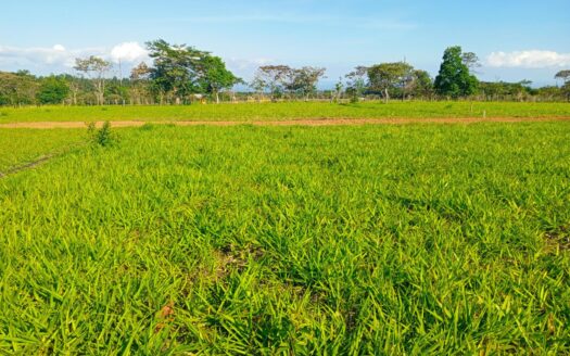Lote 1,500 m² – Potrerillos Arriba, Chiriquí – MLS 23193