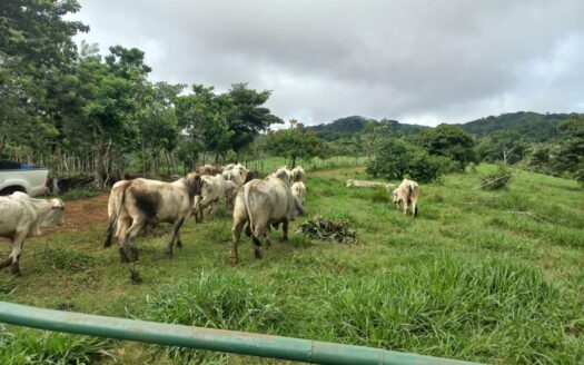 Finca Ganadera 99 Hectáreas – MLS 22229