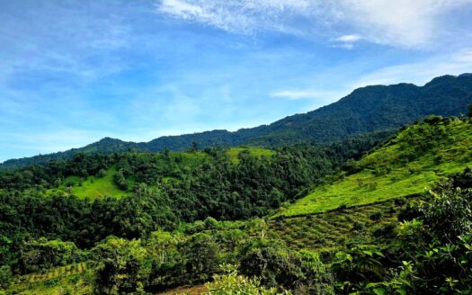 En Venta – Finca Agrícola de 65.9 Hectáreas en Boquerón, Las Monjas – MLS 23316
