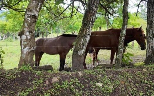 Finca de agroturismo de 72 ha cerca a Frontera Panamá–Costa Rica – MLS 23157