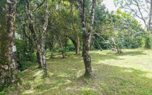 Lote en Venta en Vía Palmira, Alto Boquete – MLS 23124