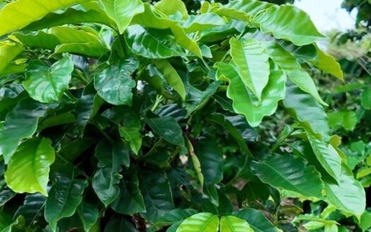 Finca de café en venta – Boquete, Panamá – MLS 23163