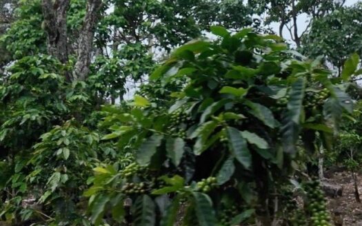 Finca de café en venta – Boquete, Panamá – MLS 23163