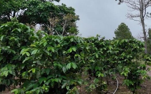 Finca de café en venta – Boquete, Panamá – MLS 23163