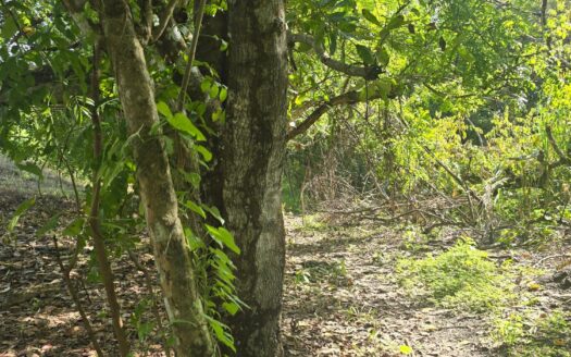 SE VENDE LOTE EN SAN CARLOS EN OFERTA – MLS 23644