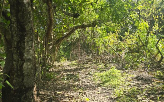 SE VENDE LOTE EN SAN CARLOS EN OFERTA – MLS 23644