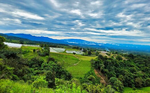 Finca Agrícola en Venta – Rovira, Dolega, Potrerillos – MLS 23598