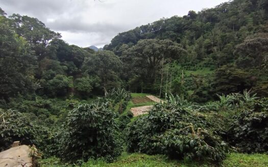 Finca de café ganadora del premio – MLS 23588